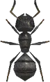 蚂蚁
