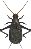 铃虫