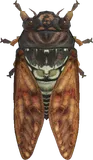 油蝉