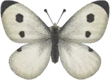 白粉蝶