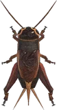 蟋蟀