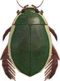 龙虱