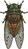 暮蝉