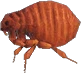 跳蚤