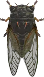 熊蝉