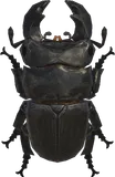 大锹形虫