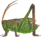 蚱蜢