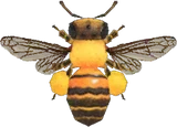 蜜蜂