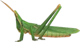 中华剑角蝗