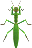 螳螂