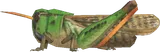 飞蝗