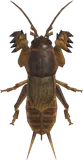 蝼蛄
