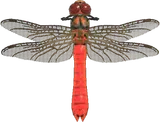 红蜻蜓