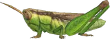 稻蝗