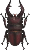 锯锹形虫
