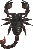 蝎子