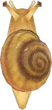 蜗牛