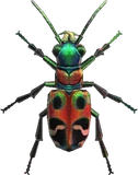 虎甲虫