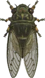 寒蝉