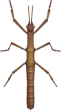 竹节虫