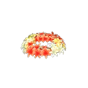 风信子花冠