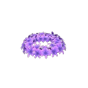 紫色風信子花冠