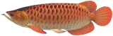 骨舌鱼