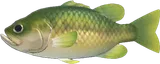 黑鲈鱼