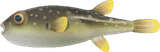 河豚