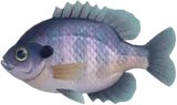蓝腮太阳鱼