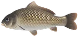 鲤鱼