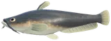 鲶鱼