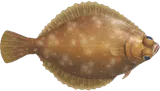 鲽鱼