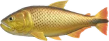 黄金河虎