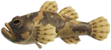 塘鳢鱼