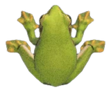 青蛙