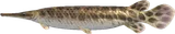雀鳝