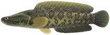黑鱼