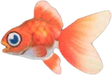 金鱼