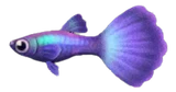 孔雀鱼