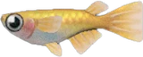稻田鱼