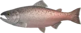 帝王鲑