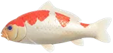 锦鲤