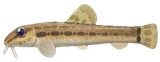 泥鳅