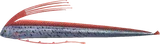 皇带鱼