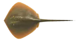 鳐鱼