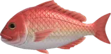 鲷鱼
