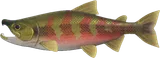 鲑鱼