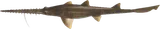 锯鲨