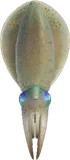鱿鱼